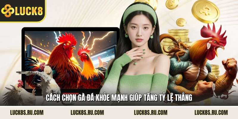Cách chọn gà đá khỏe mạnh giúp tăng tỷ lệ thắng