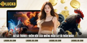 Đá Gà Thomo - Điểm Đến Của Những Màn So Tài Mãn Nhãn